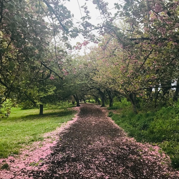 Meet your Posher, Ava - Picture 6 of 8